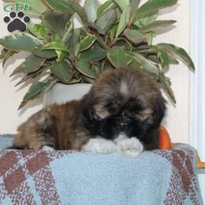 Blessing, Lhasa Apso Puppy